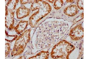 IHC image of ABIN7149158 diluted at 1:400 and staining in paraffin-embedded human kidney tissue performed on a Leica BondTM system. (COX2 抗体  (AA 83-227))