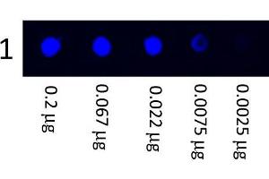 Dot Blot showing the detection of Human IgG. (小鼠 anti-人 IgG (Heavy & Light Chain) Antibody (FITC) - Preadsorbed)
