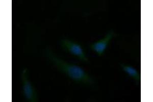 Immunofluorescence (IF) image for anti-T-cell surface glycoprotein CD1c (CD1C) antibody (ABIN2670676) (CD1c 抗体)