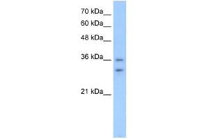 Western Blotting (WB) image for anti-Olfactory Receptor, Family 6, Subfamily C, Member 70 (OR6C70) (C-Term) antibody (ABIN2781901)