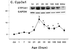 Age-related expression of CYP-3 family gene/proteins in livers of male rats. (CYP3A1 抗体  (AA 231-330))