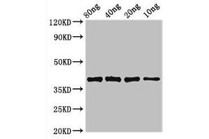 Western Blot Positive WB detected in Recombinant protein All lanes: lexA antibody at 3. (LexA (AA 1-202) 抗体)