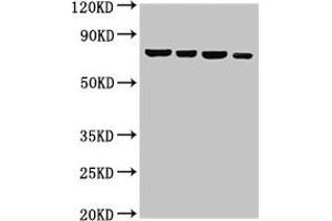 Western Blot Positive WB detected in: Hela whole cell lysate, U87 whole cell lysate, 293T whole cell lysate, Jurkat whole cell lysate All lanes: NFE2L3 antibody at 3 μg/mL Secondary Goat polyclonal to rabbit IgG at 1/50000 dilution Predicted band size: 77 kDa Observed band size: 77 kDa (NFE2L3 抗体  (AA 132-260))