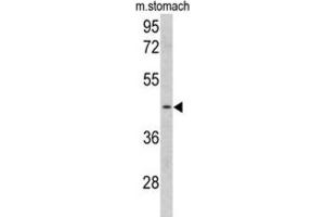Western Blotting (WB) image for anti-Clusterin Associated Protein 1 (CLUAP1) antibody (ABIN3002721) (CLUAP1 抗体)