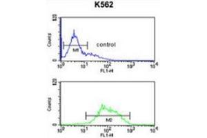 Flow cytometric analysis of K562 cells (bottom histogram) compared to a negative control cell (top histogram) using LCAT  Antibody , followed by FITC-conjugated goat-anti-rabbit secondary antibodies. (LCAT 抗体  (Middle Region))