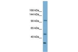Image no. 1 for anti-Family with Sequence Similarity 35, Member A (FAM35A) (AA 71-120) antibody (ABIN6744170) (FAM35A 抗体  (AA 71-120))