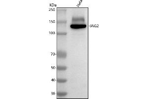 Western blot analysis of Jagged 2/JAG2 using anti-Jagged 2/JAG2 antibody (ABIN7600669).