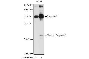 Western blot analysis of extracts of Jurkat cells, using CASP3 antibody. (Caspase 3 抗体  (AA 55-160))