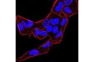 Immunofluorescence analysis of Hela cells using BMP4 mouse mAb. (BMP4 抗体  (AA 277-408))