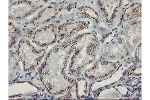 Immunohistochemical staining of paraffin-embedded Human Kidney tissue using anti-KCNJ3 mouse monoclonal antibody. (KCNJ3 抗体  (AA 279-501))