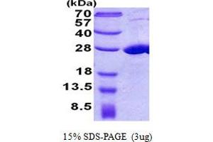 COMM Domain Containing 7 (COMMD7) (AA 1-200) protein (His tag)