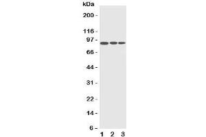 Western blot testing of CDC5L antibody and Lane 1:  HeLa;  2: Raji;  3: A549 cell lysate. (CDC5L 抗体  (C-Term))