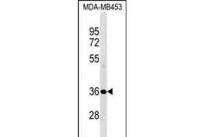 DNAJB2 Antibody (N-term) (ABIN1539382 and ABIN2850324) western blot analysis in MDA-M cell line lysates (35 μg/lane). (DNAJB2 抗体  (N-Term))