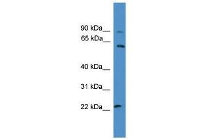 KCNS1 抗体  (N-Term)