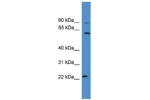 KCNS1 antibody used at 0. (KCNS1 抗体  (N-Term))