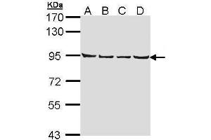 WB Image Sample (30 ug of whole cell lysate) A: A431 , B: H1299 C: Hela D: Hep G2 , 7. (LETM1 抗体  (C-Term))