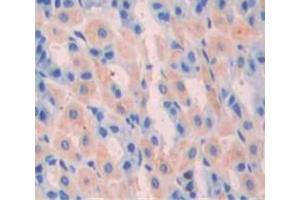 IHC-P analysis of Mouse Tissue, with DAB staining. (Gastrin 抗体  (AA 1-101))