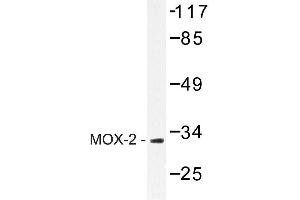 Image no. 1 for anti-Mesenchyme Homeobox 2 (MEOX2) antibody (ABIN272199) (MEOX2 抗体)
