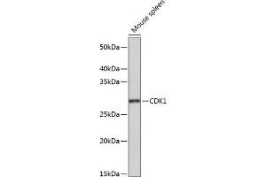 Western blot analysis of extracts of Mouse spleen, using CDK1 Rabbit mAb (ABIN7266576) at 1:1000 dilution. (CDK1 抗体)