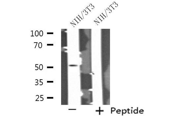 Septin 14 抗体  (C-Term)
