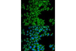 Immunofluorescence (IF) image for anti-Second Mitochondria-Derived Activator of Caspase (DIABLO) antibody (ABIN1872269) (DIABLO 抗体)