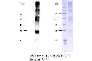 Image no. 2 for Aquaporin 4 (AQP4) (AA 1-323) protein (rho-1D4 tag,His tag) (ABIN3089096)