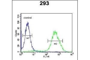 CCR1 Antibody (N-term) (ABIN651052 and ABIN2840048) flow cytometric analysis of 293 cells (right histogram) compared to a negative control cell (left histogram). (CCR1 抗体  (N-Term))