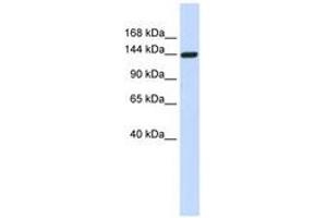 Image no. 1 for anti-Dishevelled Associated Activator of Morphogenesis 1 (DAAM1) (AA 396-445) antibody (ABIN6741284) (DAAM1 抗体  (AA 396-445))