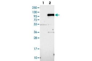 Western blot analysis of HEK293T cell lysate using IFI16 polyclonal antibody . (IFI16 抗体)