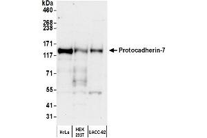 Western Blotting (WB) image for anti-Protocadherin 7 (PCDH7) (AA 1019-1069) antibody (ABIN7453275)