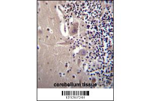 CRYBA1 Antibody immunohistochemistry analysis in formalin fixed and paraffin embedded human cerebellum tissue followed by peroxidase conjugation of the secondary antibody and DAB staining. (CRYBA1 抗体  (AA 104-133))