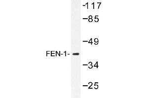 Image no. 1 for anti-Flap Structure-Specific Endonuclease 1 (FEN1) antibody (ABIN272186) (FEN1 抗体)