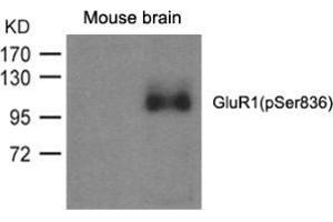 Western blot analysis of extracts from mouse brain and using GluR1 (phospho-Ser836). (Glutamate Receptor 1 抗体  (pSer836))