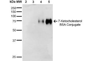 Western Blot analysis of 7-Ketocholesterol-BSA Conjugate showing detection of 67 kDa 7-Ketocholesterol-BSA using Mouse Anti-7-Ketocholesterol Monoclonal Antibody, Clone 3F7 . (7-Ketocholesterol (7-KC) 抗体 (Biotin))
