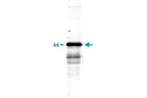 Western blot of whole rat spinal cord homogenate stained with Ina polyclonal antibody , at dilution of 1 : 20,000. (INA 抗体)