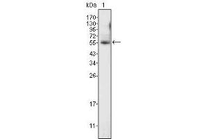 Western Blot showing using ETV4 antibody used against K562 cell lysate (1). (ETV4 抗体  (AA 50-109))