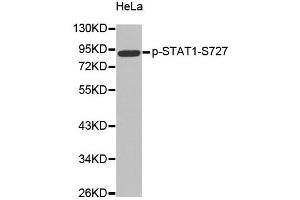 Western Blotting (WB) image for anti-Signal Transducer and Activator of Transcription 1, 91kDa (STAT1) (pSer727) antibody (ABIN1870637) (STAT1 抗体  (pSer727))