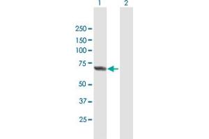 Western Blot analysis of APPBP2 expression in transfected 293T cell line by APPBP2 MaxPab polyclonal antibody. (APPBP2 抗体  (AA 1-585))