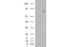 Image no. 1 for anti-Methylphosphate Capping Enzyme (MEPCE) (Internal Region) antibody (ABIN374909) (MEPCE 抗体  (Internal Region))