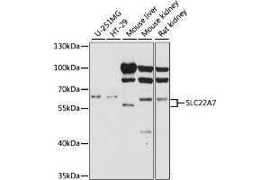 Western blot analysis of extracts of various cell lines, using SLC22A7 antibody. (SLC22A7 抗体)