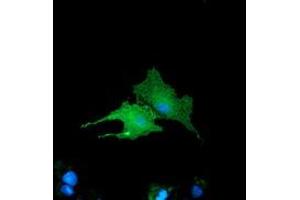Anti-BIN3 mouse monoclonal antibody (ABIN2453912) immunofluorescent staining of COS7 cells transiently transfected by pCMV6-ENTRY BIN3 (RC203378). (BIN3 抗体)