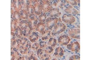 Used in DAB staining on fromalin fixed paraffin- embedded Kidney tissue (TLR9 抗体  (AA 26-332))