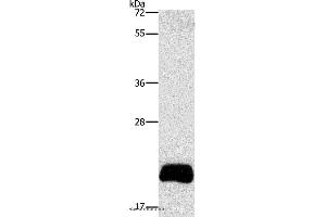 Western blot analysis of PC3 cell, using APOBEC3C Polyclonal Antibody at dilution of 1:420 (APOBEC3C 抗体)