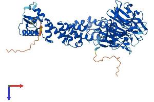 KLHL9 Protein (AA 1-617) (His tag)