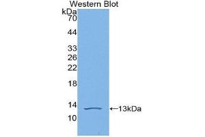 Western Blotting (WB) image for anti-C-Fos Induced Growth Factor (Vascular Endothelial Growth Factor D) (Figf) (AA 93-201) antibody (ABIN3209173) (VEGFD 抗体  (AA 93-201))