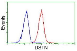 Image no. 2 for anti-Destrin (Actin Depolymerizing Factor) (DSTN) antibody (ABIN1497907) (Destrin 抗体)