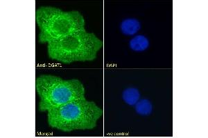 ABIN190886 Immunofluorescence analysis of paraformaldehyde fixed A431 cells, permeabilized with 0. (DGAT1 抗体  (Internal Region))