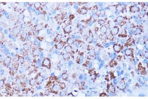 Immunohistochemistry of paraffin-embedded Rat ovary using ISG15 Polyclonal Antibody at dilution of 1:100 (40x lens). (ISG15 抗体)