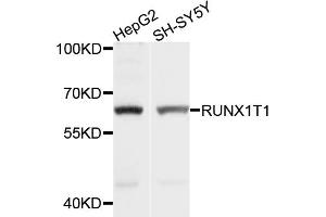 Western blot analysis of extracts of various cell lines, using RUNX1T1 antibody (ABIN5998732) at 1/1000 dilution. (RUNX1T1 抗体)