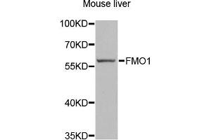Western blot analysis of extracts of mouse liver, using FMO1 antibody (ABIN2562632) at 1:1000 dilution. (FMO1 抗体)